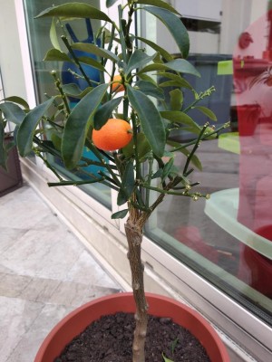kumquat 3.jpg