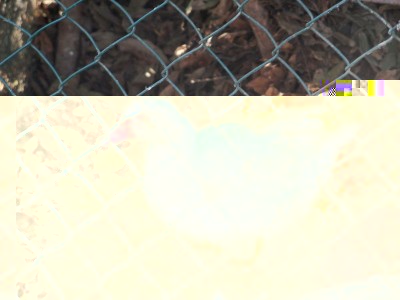 anatra muta 2 / anatra2.jpg anatra2.jpg