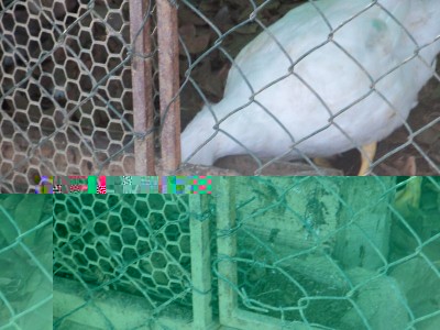 anatra muta 1 / anatra3.jpg anatra3.jpg