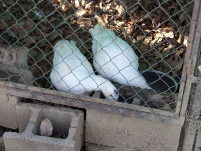 insieme!! / anatra 4.jpg anatra 4.jpg