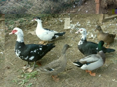 Le papere.jpg (290.26 KiB) Osservato 2521 volte Le papere.jpg