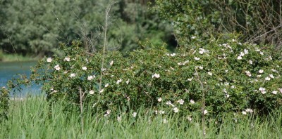 2 Cespugli rosa canina.jpg