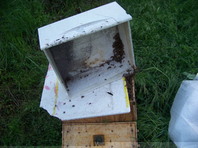 Scatola per cattura sciame 3 / Sciame3_01-800x600.jpg Sciame3_01-800x600.jpg