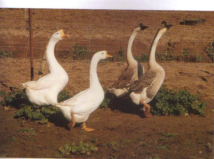 Geese China.jpg