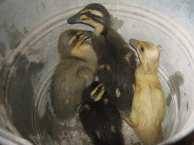 img_2194picc.jpg (140.01 KiB) Osservato 1753 volte img_2194picc.jpg