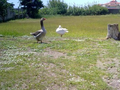 100520121012.jpg (84.53 KiB) Osservato 1474 volte 100520121012.jpg