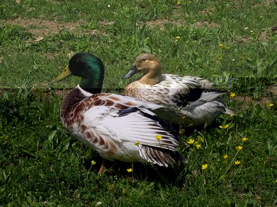 alessio e carla streicher 4-12 IMG_7247.jpg (200.97 KiB) Osservato 1830 volte alessio e carla streicher 4-12 IMG_7247.jpg