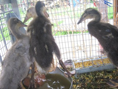 img_2220.jpg (198.42 KiB) Osservato 1711 volte img_2220.jpg