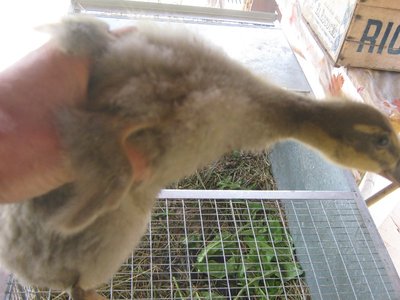 img_2219.jpg (156.75 KiB) Osservato 1711 volte img_2219.jpg