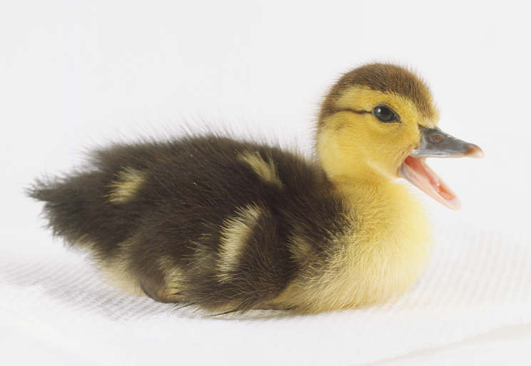 muta piccola.jpg muta piccola.jpg