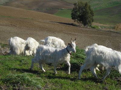 pascolo.jpg (183.98 KiB) Osservato 2984 volte pascolo.jpg