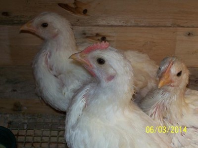 polli 3888.JPG (44.33 KiB) Osservato 2012 volte polli 3888.JPG