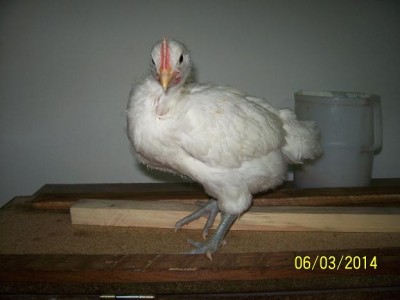 polli 3890.JPG (39.58 KiB) Osservato 2012 volte polli 3890.JPG