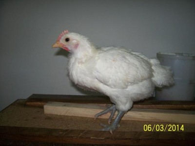 polli 3891.JPG (36.26 KiB) Osservato 2012 volte polli 3891.JPG