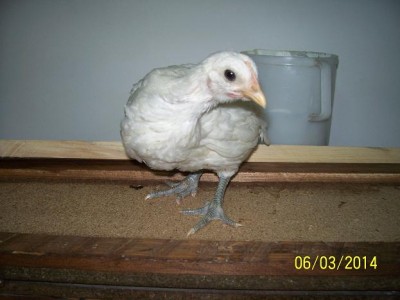 polli 3893.JPG (47.04 KiB) Osservato 2012 volte polli 3893.JPG