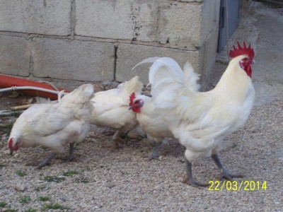 polli 3907.JPG (72.22 KiB) Osservato 1867 volte polli 3907.JPG