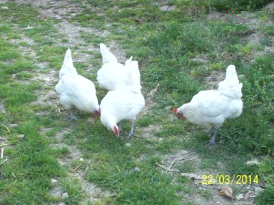 polli 3909.JPG (113.27 KiB) Osservato 1867 volte polli 3909.JPG