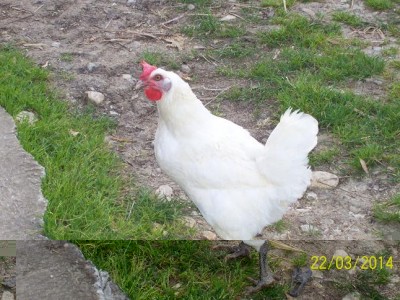 polli 3910.JPG (98.72 KiB) Osservato 1867 volte polli 3910.JPG