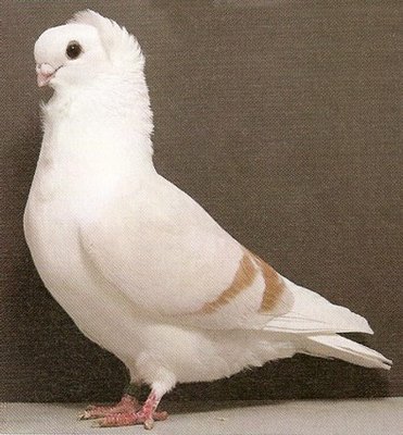 altdeutsches moevchen gelbfahl.jpg (60.47 KiB) Osservato 1952 volte altdeutsches moevchen gelbfahl.jpg