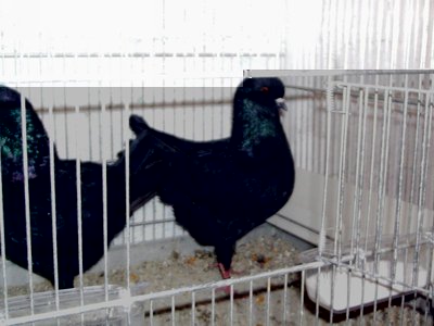 PIC03227.JPG (73.51 KiB) Osservato 1451 volte PIC03227.JPG