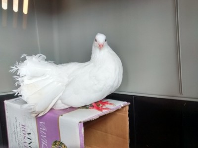 IMG_20150326_143306289_HDR.jpg (73.88 KiB) Osservato 2498 volte IMG_20150326_143306289_HDR.jpg