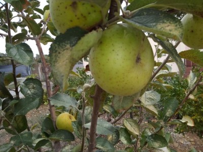 IMG_20191013_125815.jpg (124.52 KiB) Osservato 527 volte IMG_20191013_125815.jpg