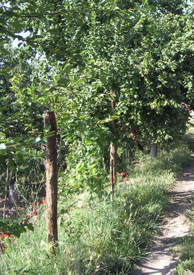 IMGP9171.JPG (267.57 KiB) Osservato 1178 volte IMGP9171.JPG