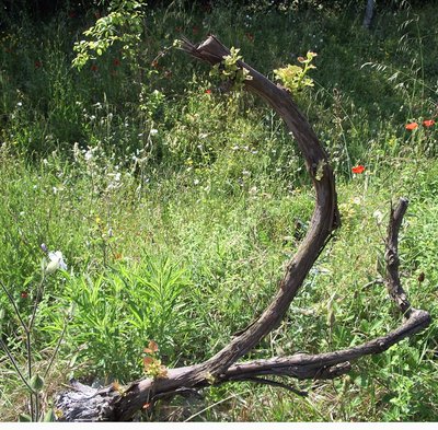 IMGP9160.jpg (351.1 KiB) Osservato 1178 volte IMGP9160.jpg