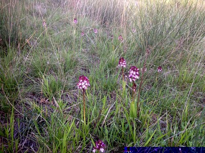 orchis purpurea.JPG