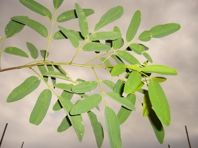 Robinia-pseudoacacia-Unifolia-creixement.jpg