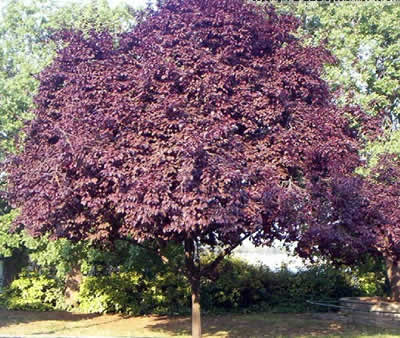Prunus-Pissardi-Nigra.jpg