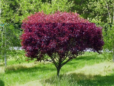 Prunus-x-cistena-3.jpg