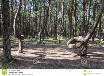 natural-anomaly-russia-kaliningrad-region-curonian-spit-bent-trees-dancing-forest-34965945.jpg