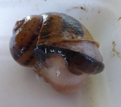 lumaca morta.jpg (275.82 KiB) Osservato 1135 volte lumaca morta.jpg