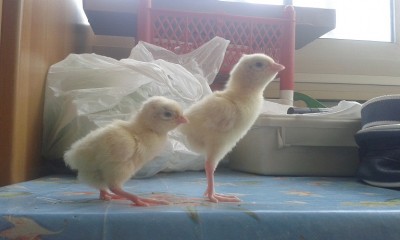 fagianotti / 20150506_125639.jpg 20150506_125639.jpg