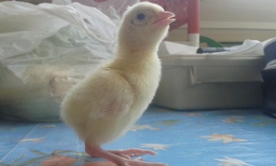 fagianotti / 20150506_125603.jpg 20150506_125603.jpg