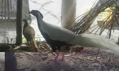 coppia / 20150506_125844.jpg 20150506_125844.jpg