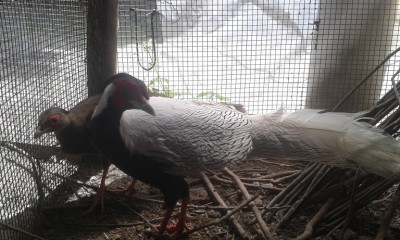 coppia / 20150506_125940.jpg 20150506_125940.jpg