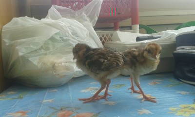 20150506_125727.jpg (120.33 KiB) Osservato 1158 volte 20150506_125727.jpg