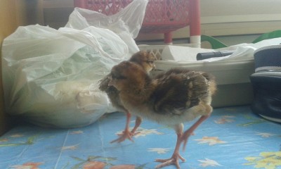 20150506_125730.jpg (113.92 KiB) Osservato 1158 volte 20150506_125730.jpg