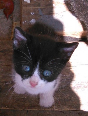 Gattino nero e bianco.JPG