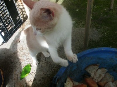 gatto offeso 2.JPG