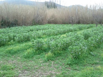 fave seminate in filari / fave2 2015.jpg fave2 2015.jpg