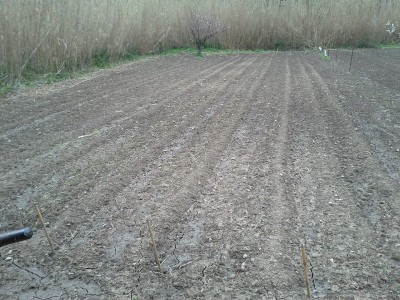 patate 1 2015.jpg (254.74 KiB) Osservato 1692 volte patate 1 2015.jpg