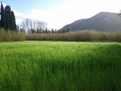 seminato primi di Dicembre / orzo 2015.jpg orzo 2015.jpg