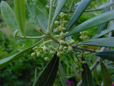 olivo.JPG (139.41 KiB) Osservato 1825 volte olivo.JPG