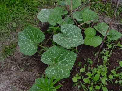 zucche.JPG (239.81 KiB) Osservato 1825 volte zucche.JPG