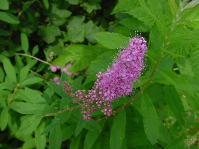 astilbe rosa.JPG (130.43 KiB) Osservato 1825 volte astilbe rosa.JPG