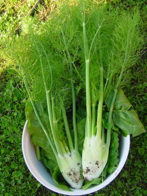 finocchi e biete.JPG (158.13 KiB) Osservato 1726 volte finocchi e biete.JPG