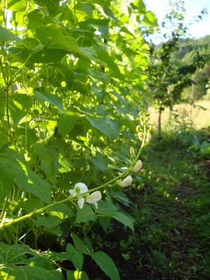 fagiolidispagnafiore.JPG (126.08 KiB) Osservato 1726 volte fagiolidispagnafiore.JPG